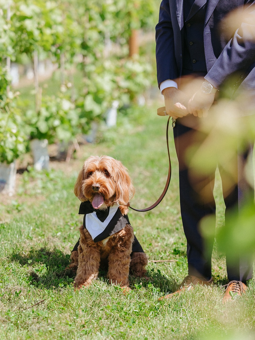Dog in a tuxedo bowtie sitting by the groom in the vineyard