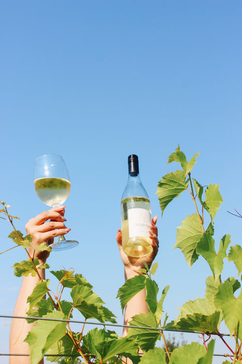 Toasting Otter Trail white wine in the vineyard